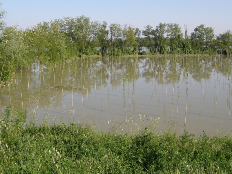 La piena del Po fa tappa in Polesine