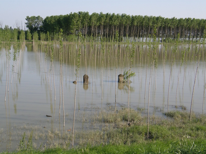 La piena del Po fa tappa in Polesine
