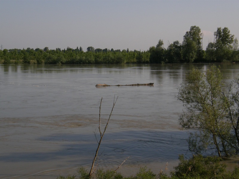 La piena del Po fa tappa in Polesine