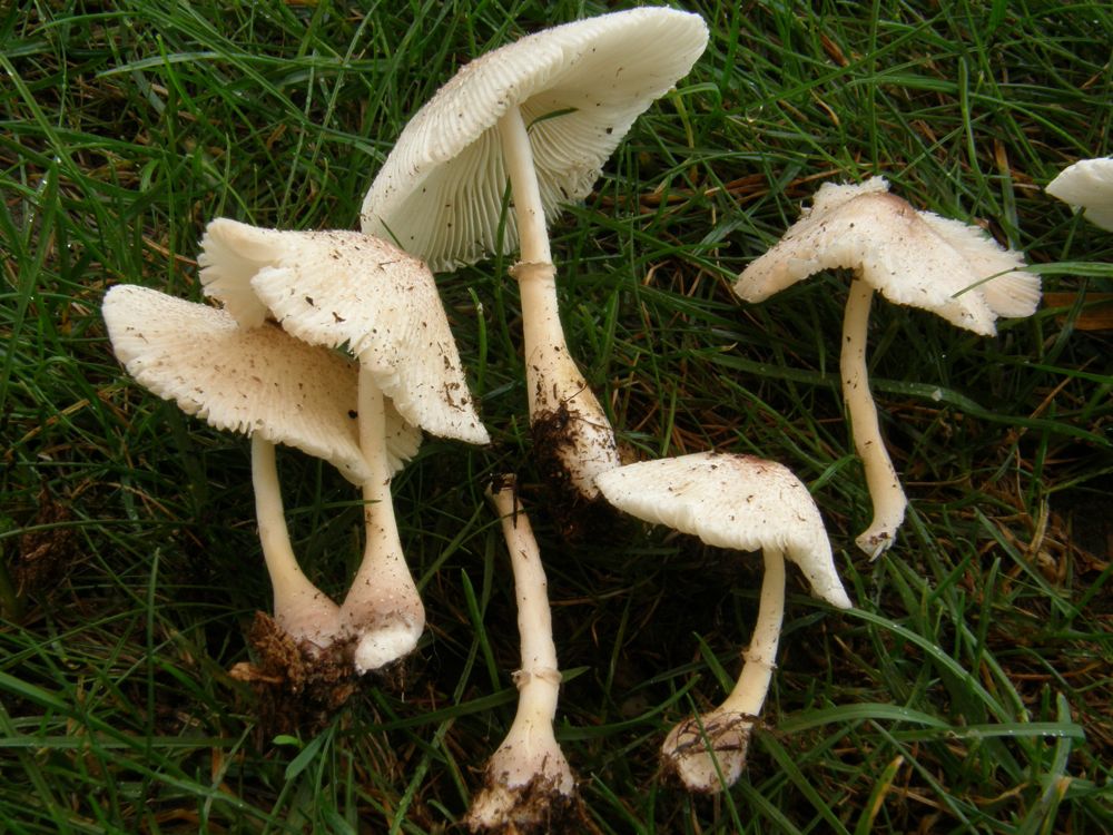 Leucoagaricus (cfr. Leucocoprinus lilacinogranulosus)