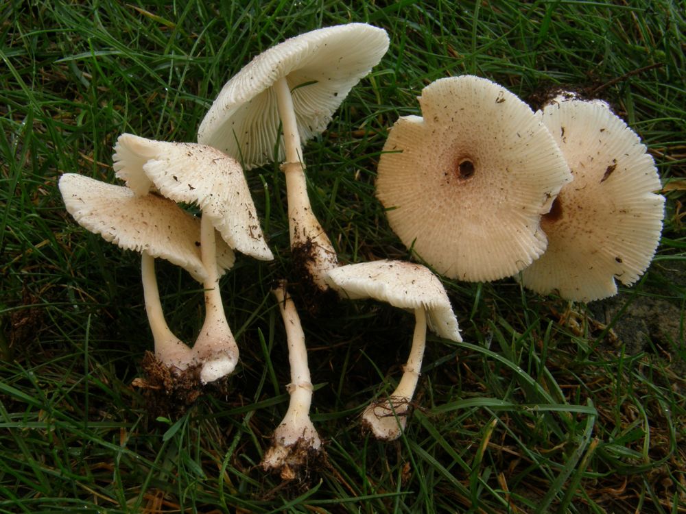 Leucoagaricus (cfr. Leucocoprinus lilacinogranulosus)
