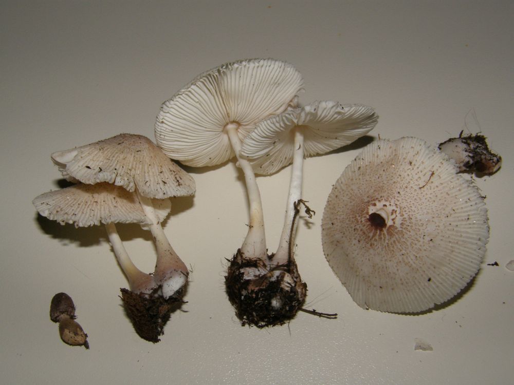 Leucoagaricus (cfr. Leucocoprinus lilacinogranulosus)