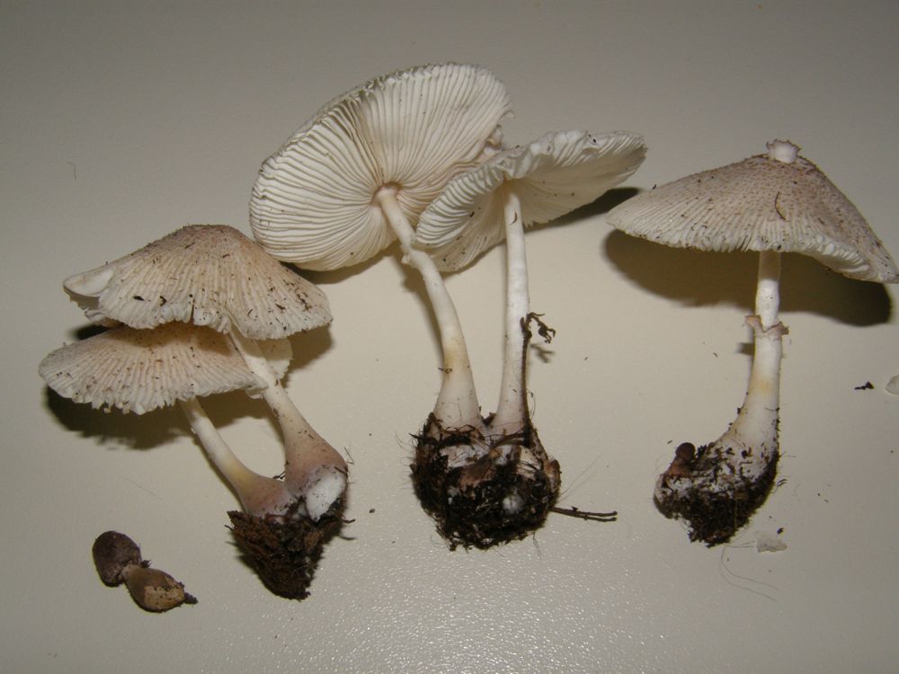 Leucoagaricus (cfr. Leucocoprinus lilacinogranulosus)