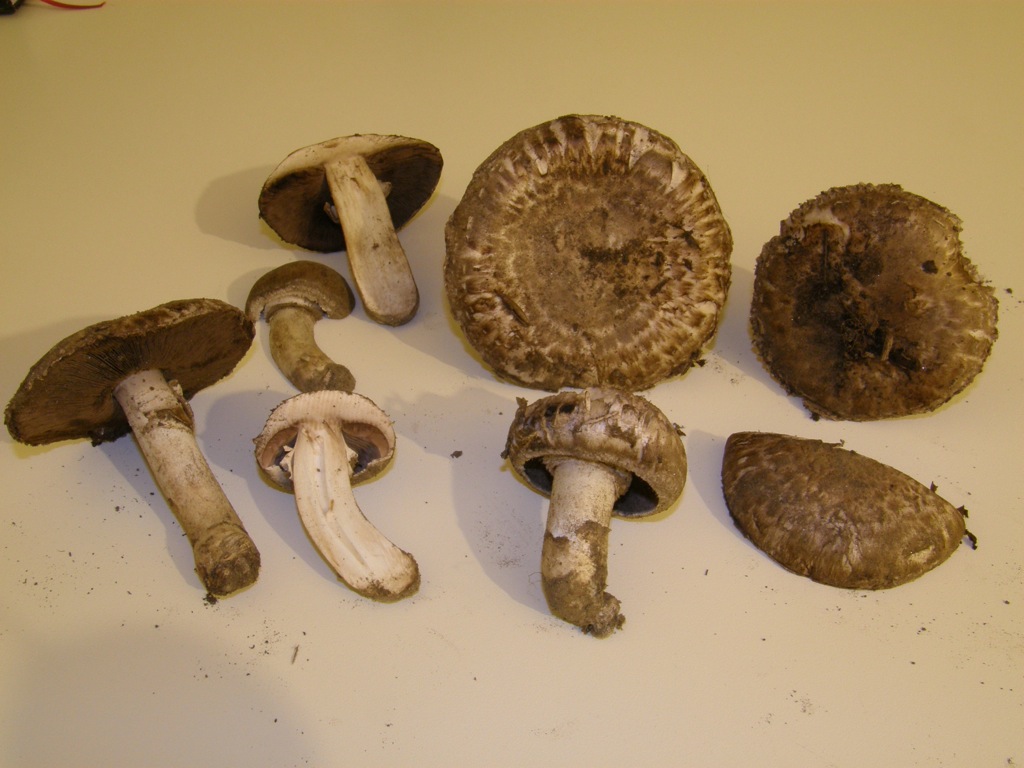 Agaricus