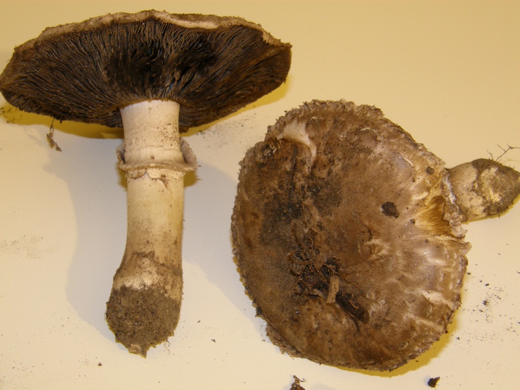 Agaricus