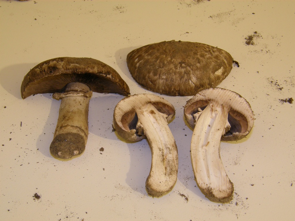 Agaricus