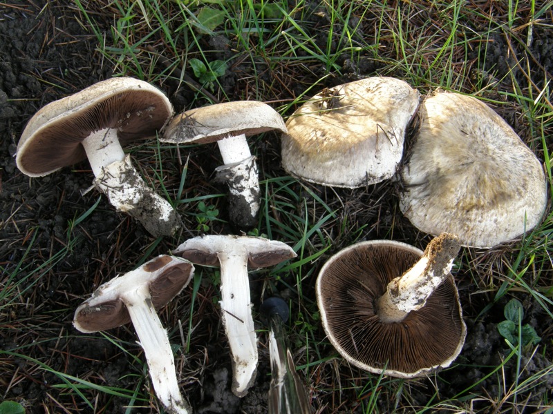 Raccolta del 20 dicembre