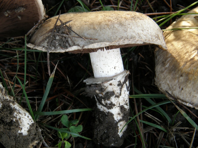 Raccolta del 20 dicembre