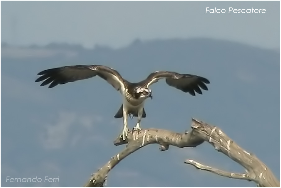 falco pescatore finalmente!