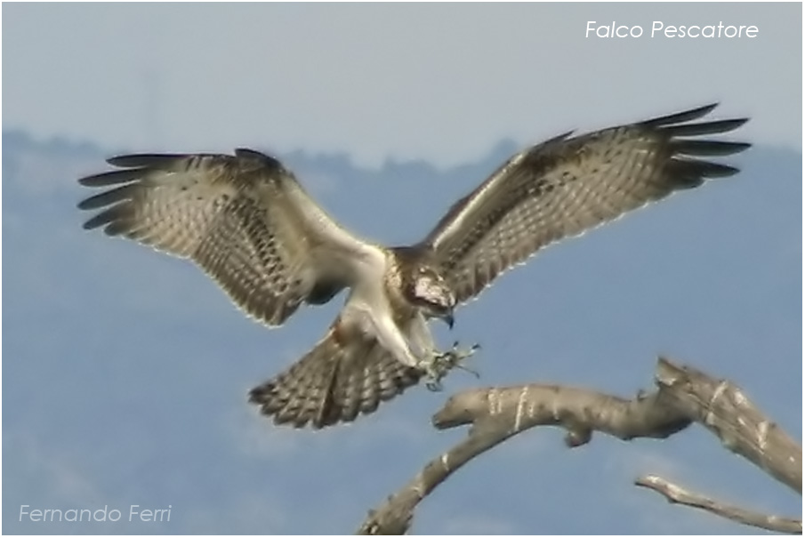 falco pescatore finalmente!