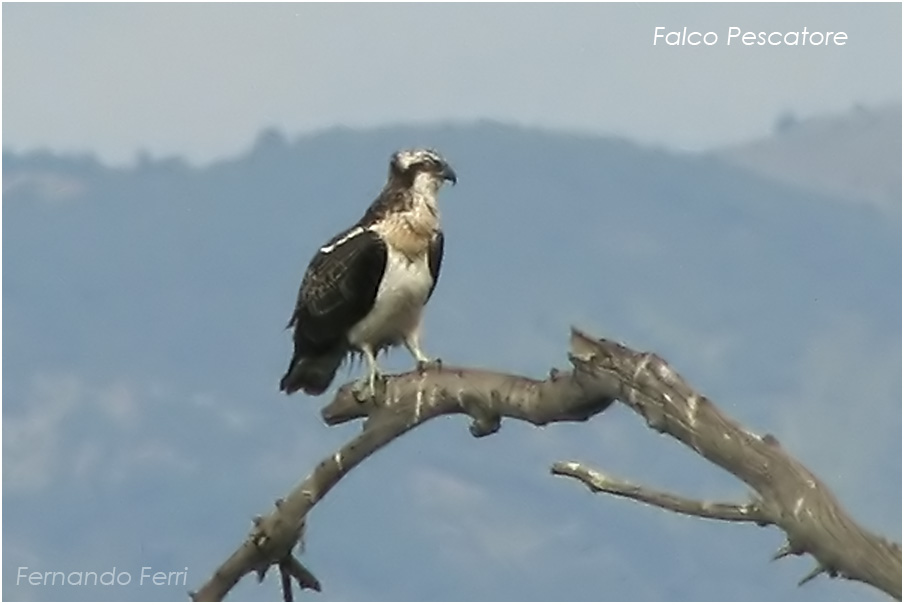 falco pescatore finalmente!