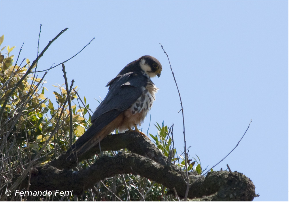 Lodolaio (falco subbuteo)