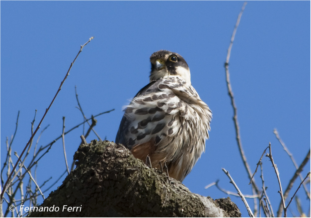 Lodolaio (falco subbuteo)