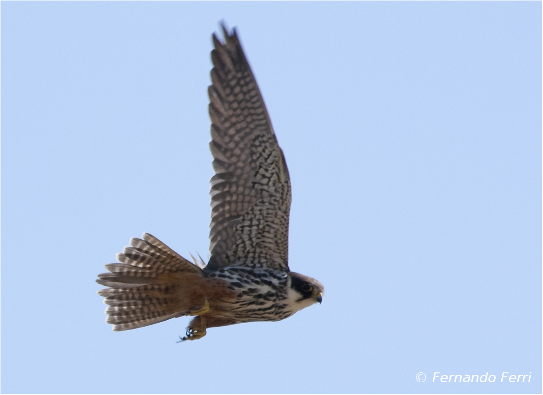 Lodolaio (falco subbuteo)