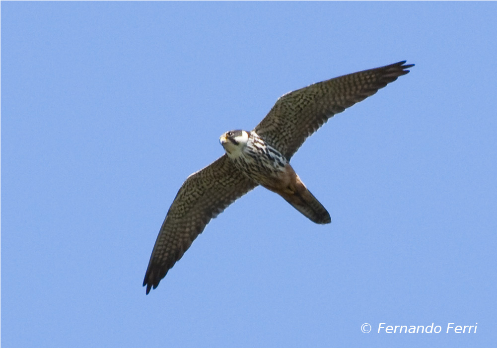 Lodolaio (falco subbuteo)