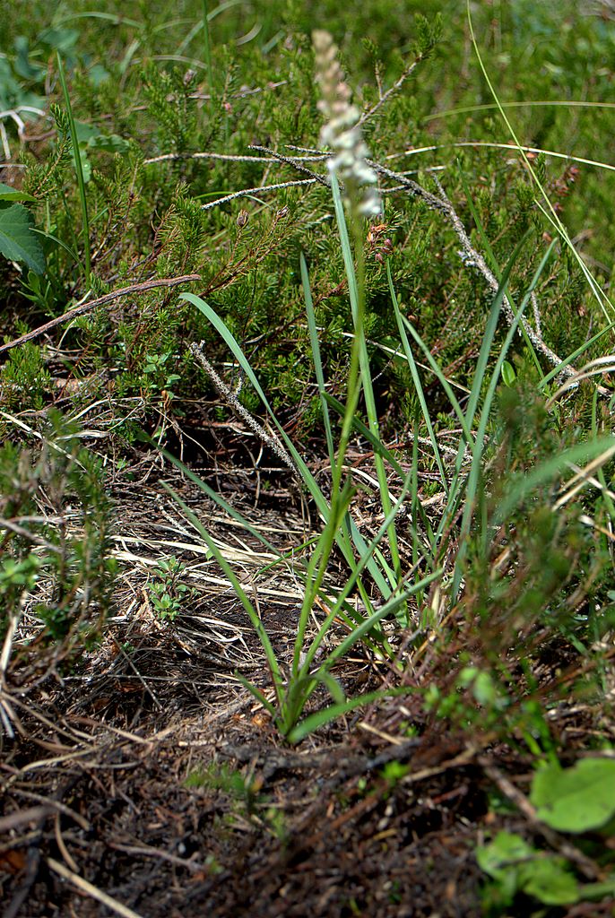 Gymnadenia odoratissima