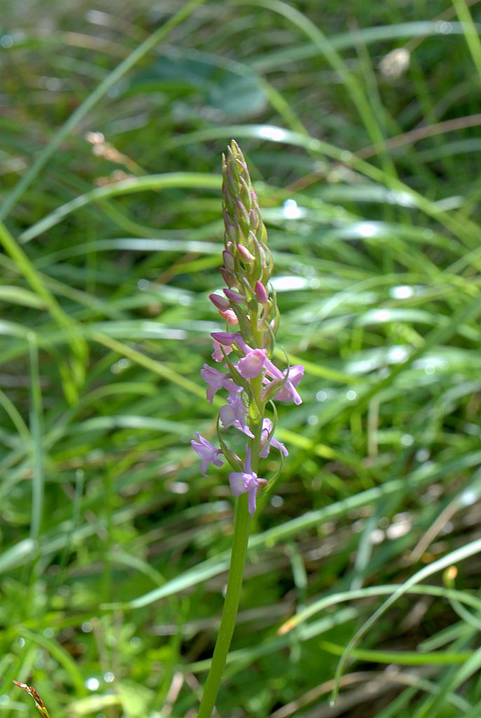 Gymnadenia odoratissima