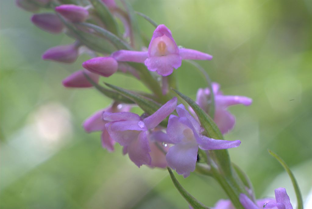Gymnadenia odoratissima