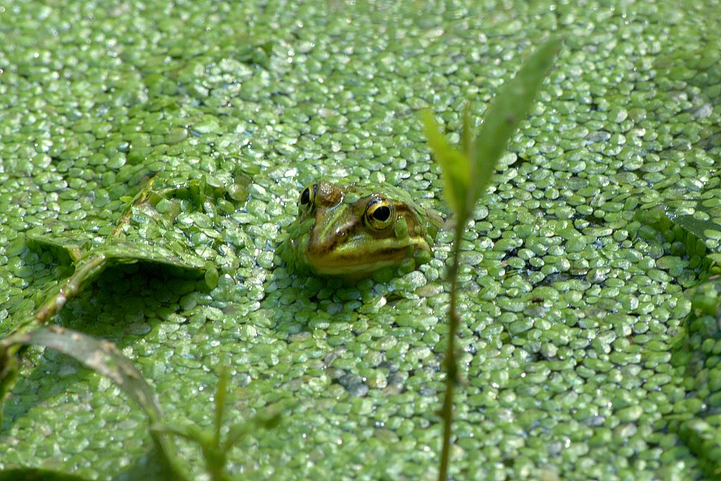 rana da determinare - Pelophylax sp. (prov. Milano)