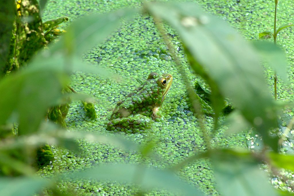 rana da determinare - Pelophylax sp. (prov. Milano)