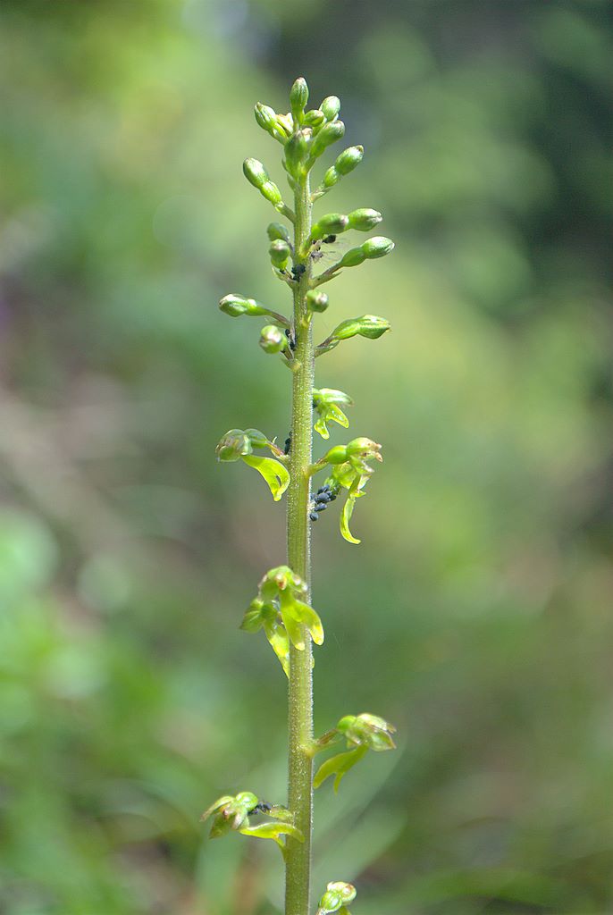 Neottia ovata (=Listera ovata)