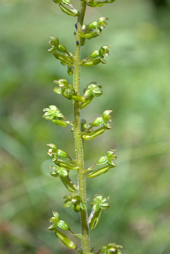 Neottia ovata (=Listera ovata)