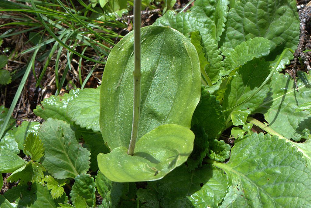 Neottia ovata (=Listera ovata)