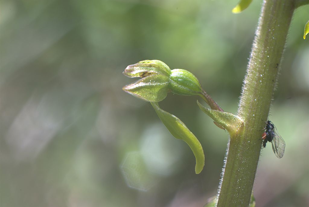 Neottia ovata (=Listera ovata)