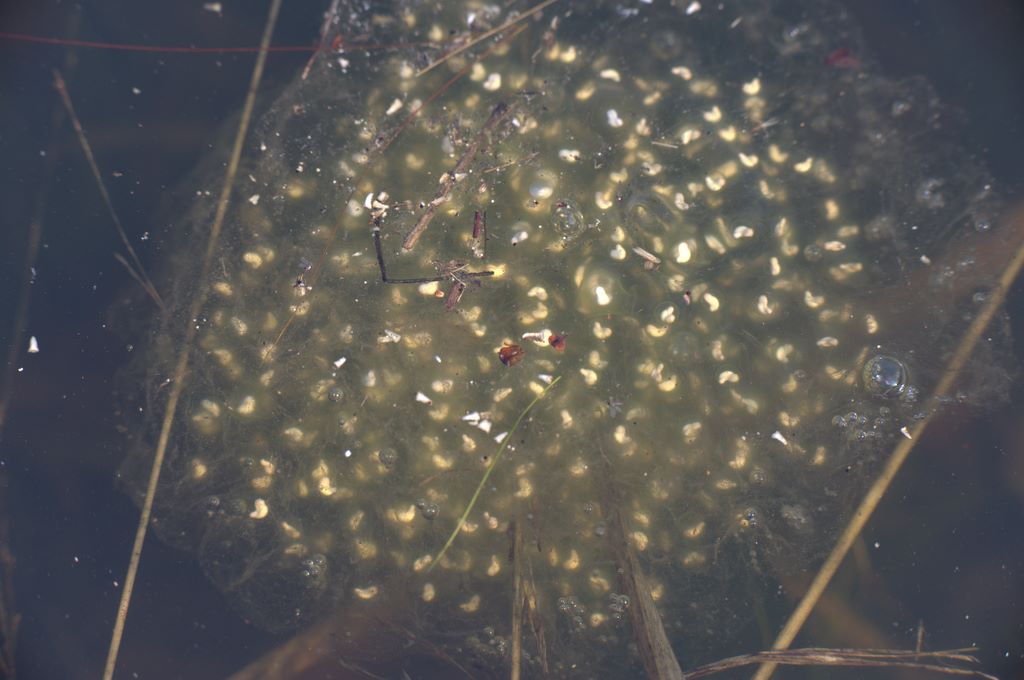Uova da determinare - Pelophylax sp.