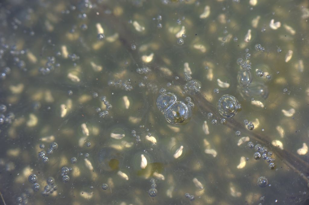 Uova da determinare - Pelophylax sp.