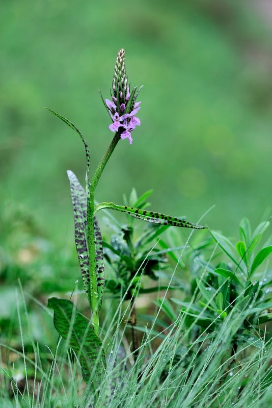 dubbio su dacthylorhiza