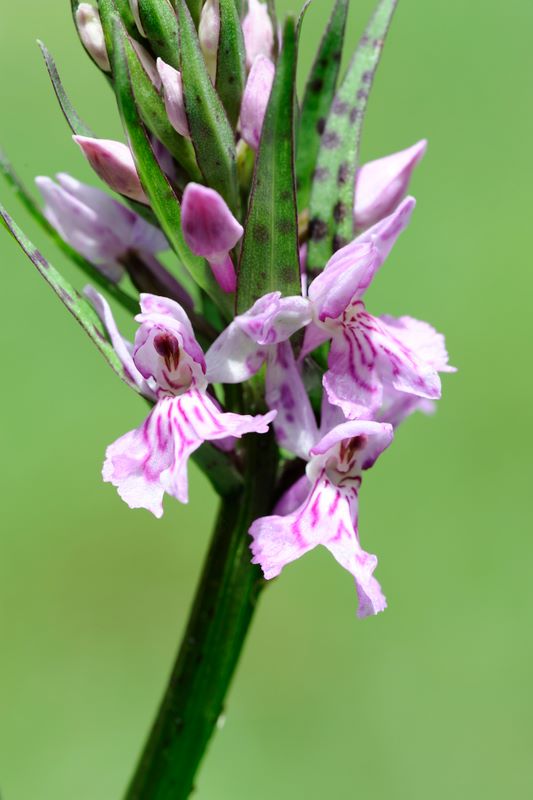 dubbio su dacthylorhiza