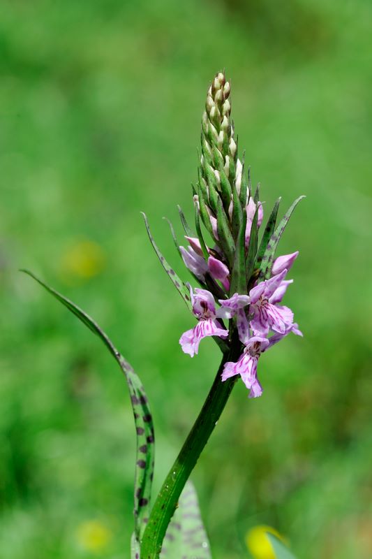 dubbio su dacthylorhiza