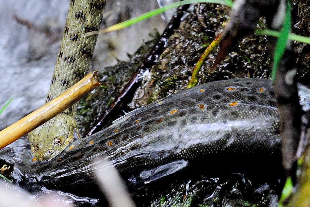 Natrix tassellata e la trota