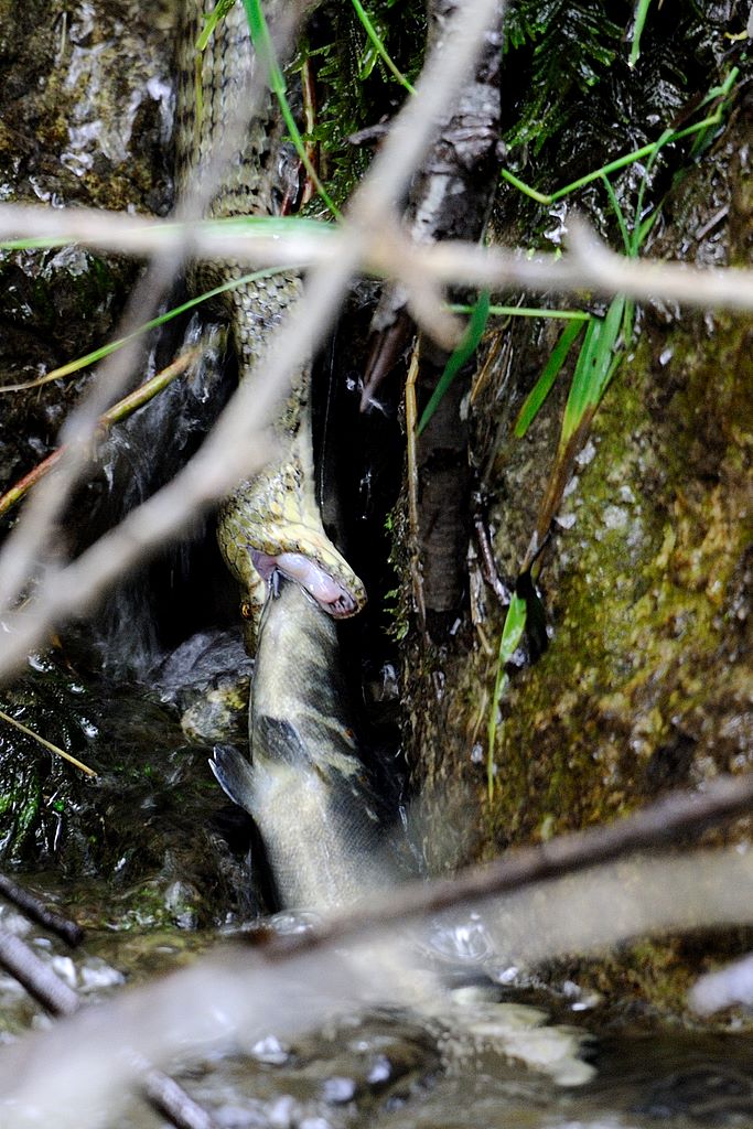 Natrix tassellata e la trota