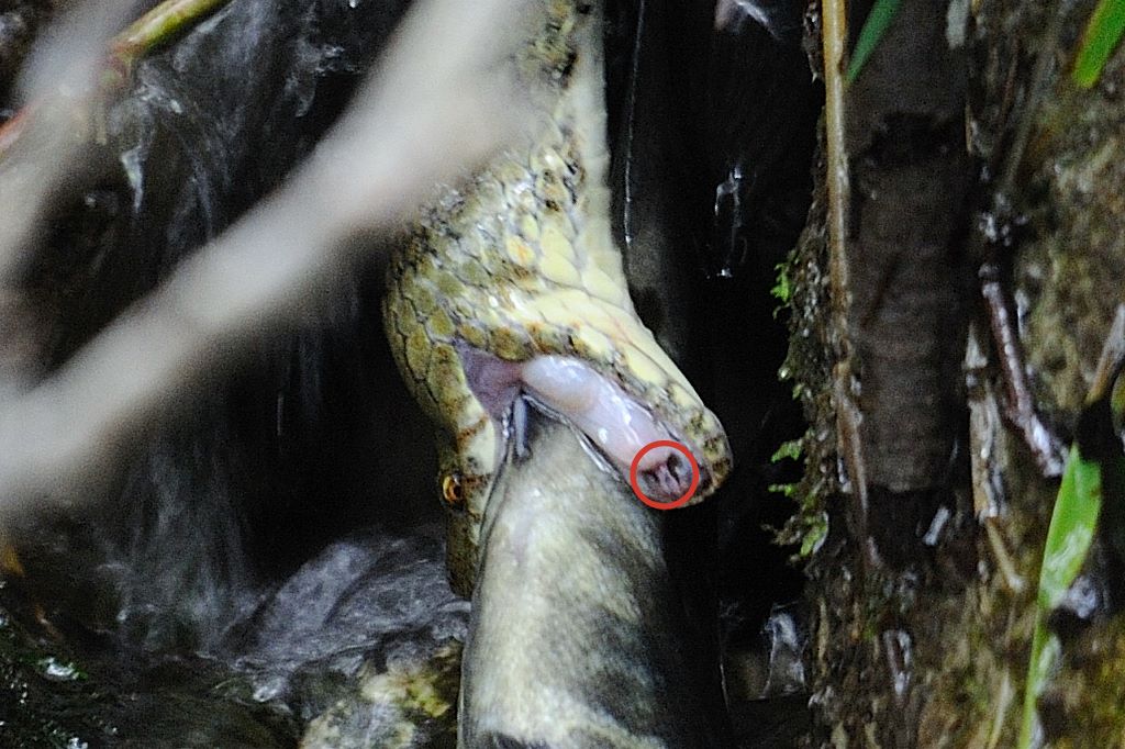 Natrix tassellata e la trota