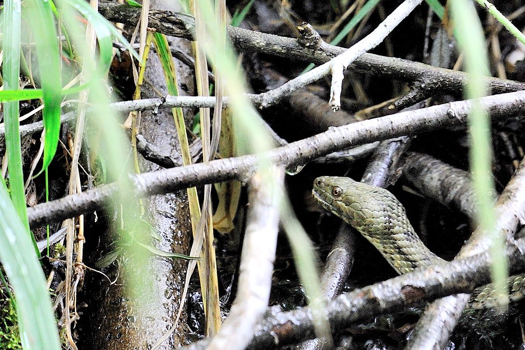 Natrix tassellata e la trota