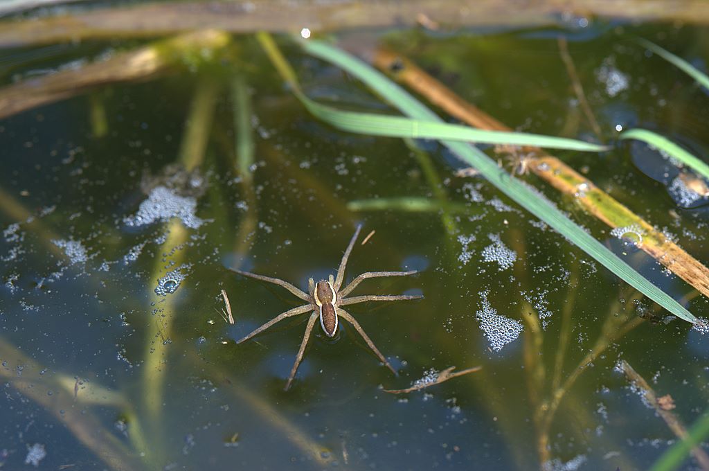 Dolomedes sp.