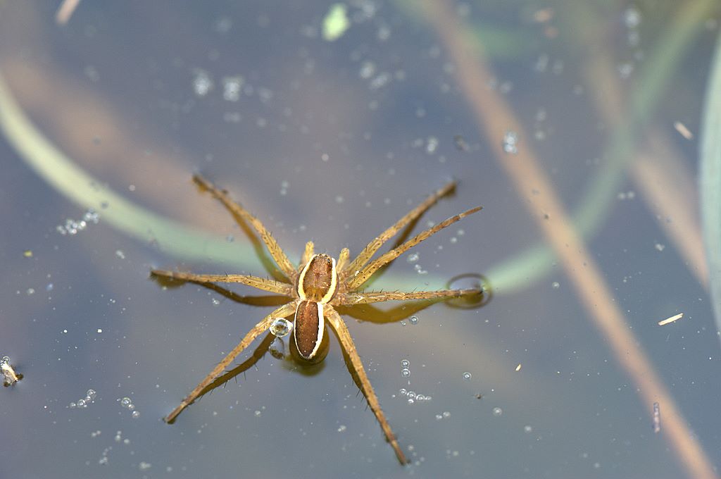 Dolomedes sp.