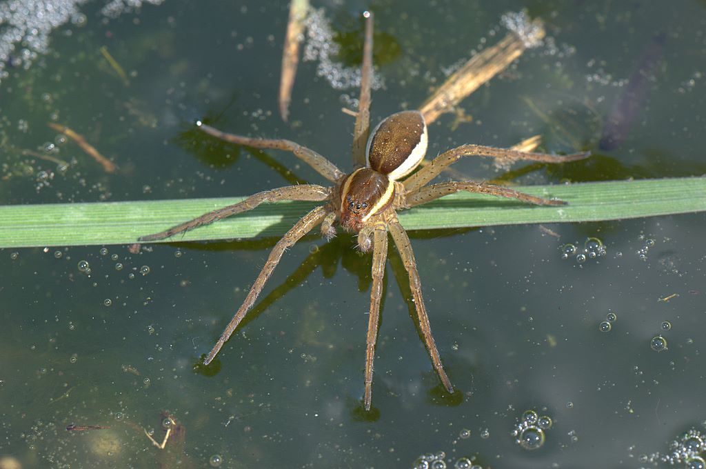Dolomedes sp.