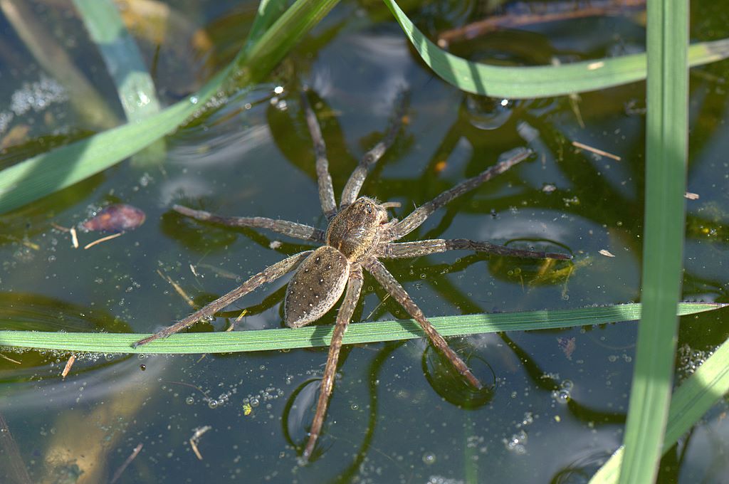 Dolomedes sp.