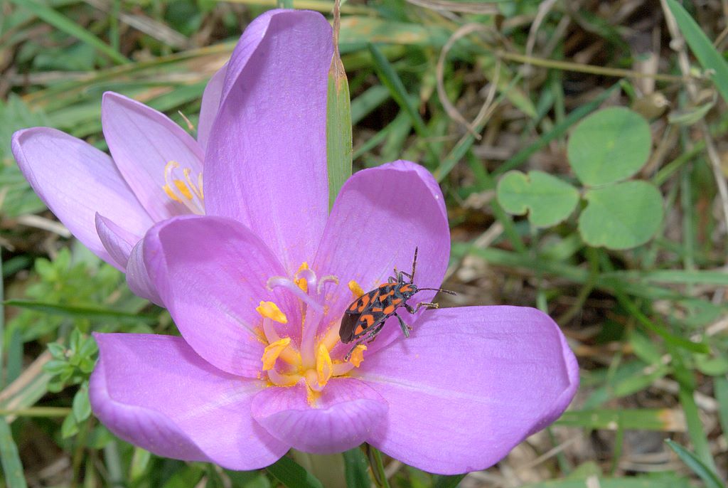 Lygaeidae: Spilostethus saxatilis del  Trentino