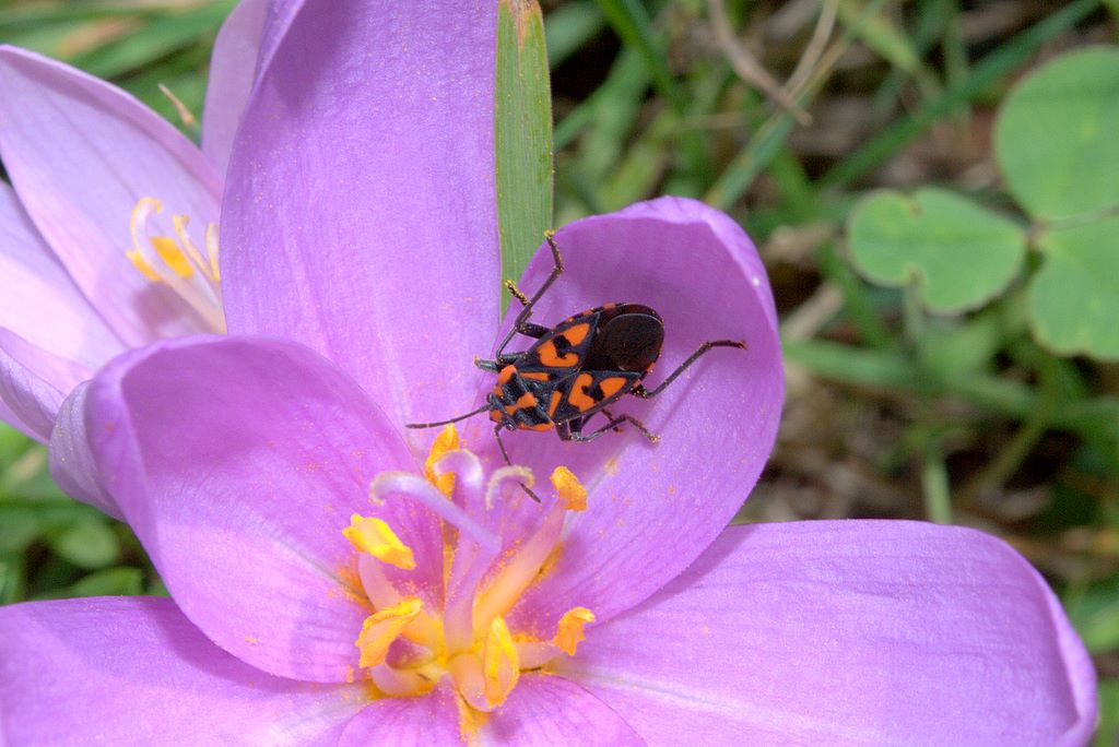 Lygaeidae: Spilostethus saxatilis del  Trentino