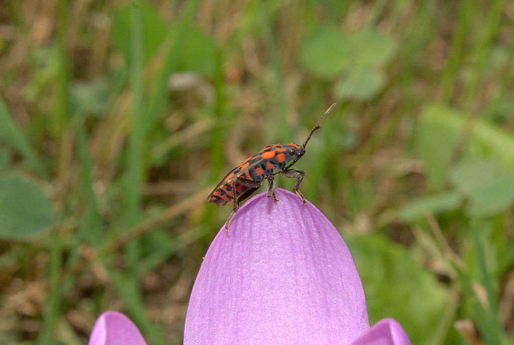 Lygaeidae: Spilostethus saxatilis del  Trentino