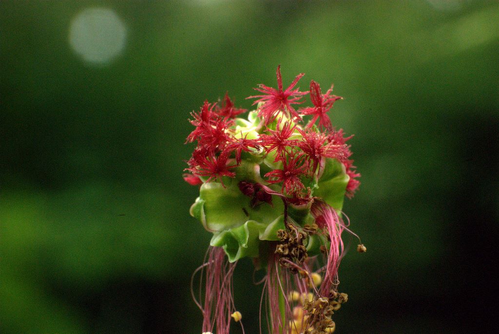 Sanguisorba minor