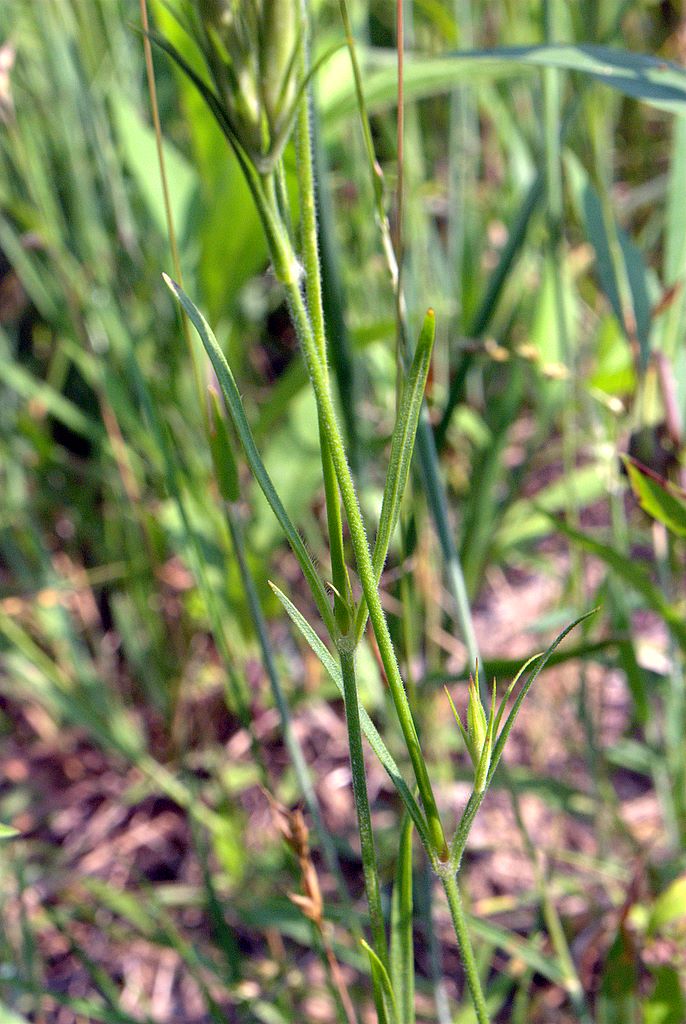 Dianthus armeria / Garofano a mazzetti