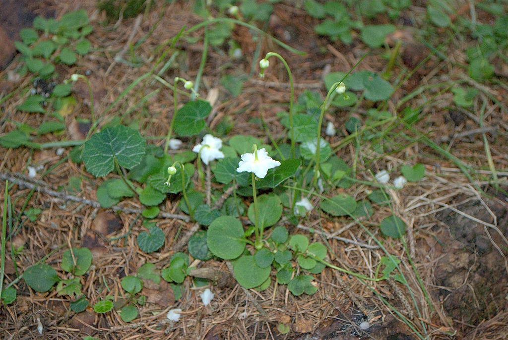 Moneses uniflora / Piroletta soldanina