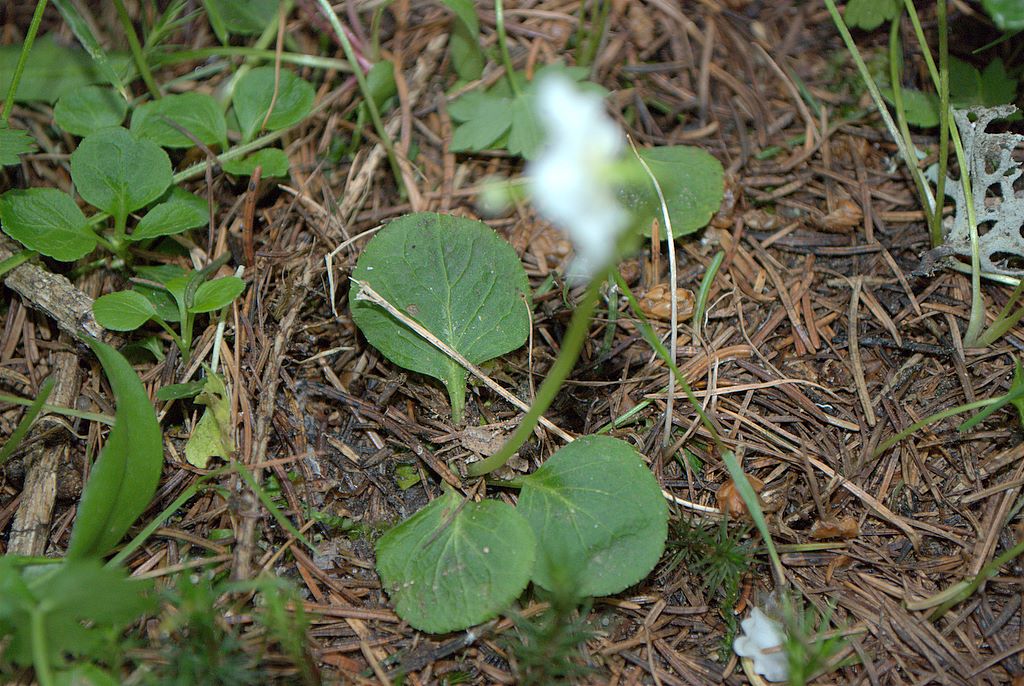 Moneses uniflora / Piroletta soldanina
