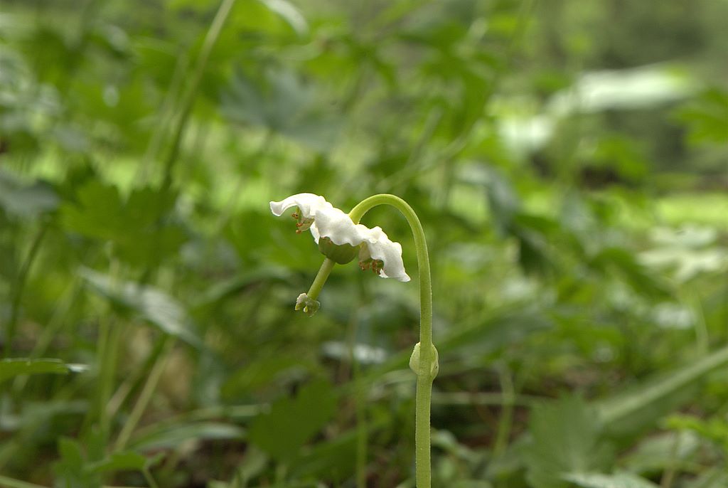 Moneses uniflora / Piroletta soldanina