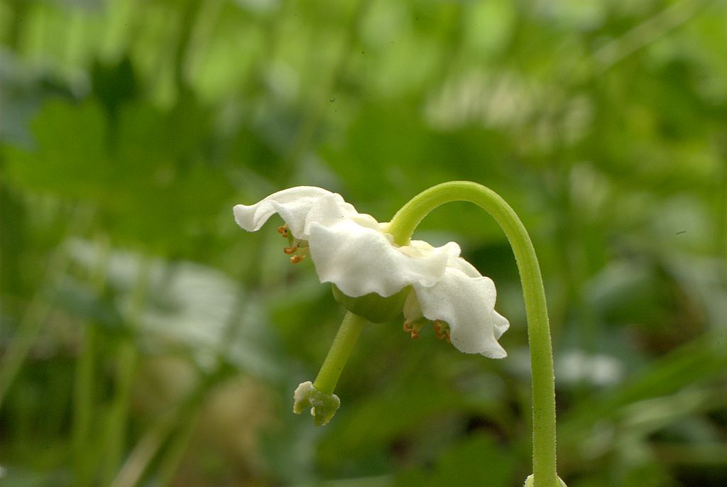 Moneses uniflora / Piroletta soldanina